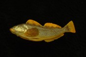 Kelp Greenling (Female) (28cm)