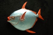 Opah (Moonfish) (71cm)