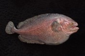 Ragfish (41cm)