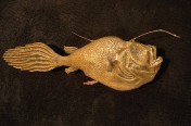 Sea Devil Angler Fish (80cm)