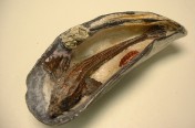 Spearnose Poacher in Mussel Shell (10cm)