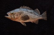 Black Rockfish (35cm)