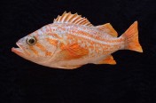 Canary Rockfish (37cm)