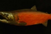 Coho Salmon (77cm)