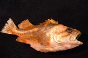 Copper Rockfish (53cm)