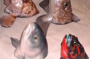 Various Fish Heads