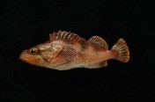 Harlequin Rockfish (21cm)