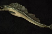 Longnose Lancetfish (137cm)