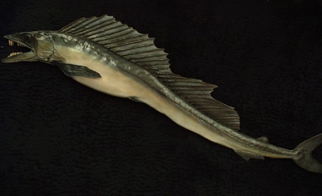 Longnose Lancetfish (137cm.) « Bilz Rockfish