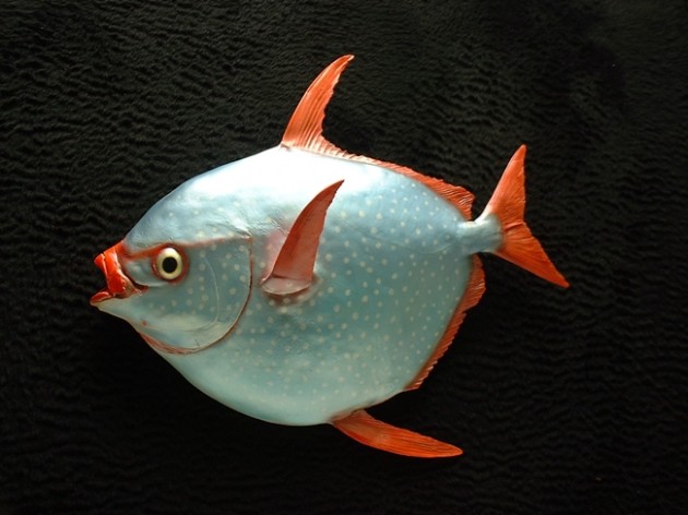 Opah (Moonfish) (71cm.) « Bilz Rockfish