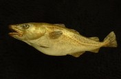 Pacific Cod (52cm)