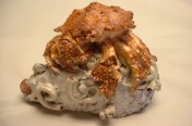 Puget Sound Crab (25cm)