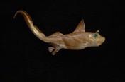 Ratfish (39cm)