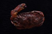 Red Rock Crab (23cm)
