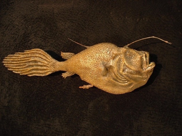 Sea Devil Angler Fish (80cm) « Bilz Rockfish