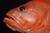 Shortraker Rockfish (102cm)