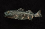 Skillfish (54cm)