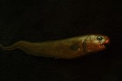 Snubnose Spiny Eel (63cm)