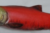 Sockeye Salmon (Spawning Male) (78cm)