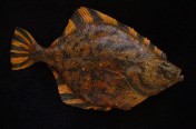 Starry Flounder (64cm)