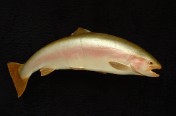 Steelhead Salmon (76cm)