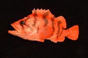 Tiger Rockfish (30cm)