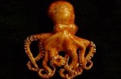 Tiny Octopus 2