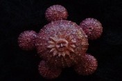 Urchins Pin