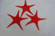 Vermillion Seastars (17cm)